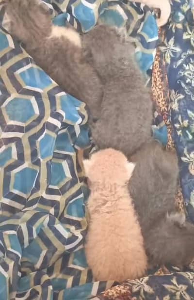 triple cote prison kittan