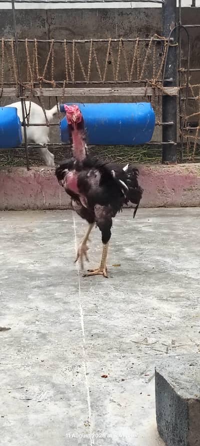 shamoo cross murgha long height