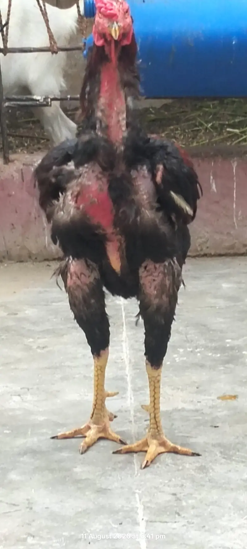 shamoo cross murgha long height — photo 2