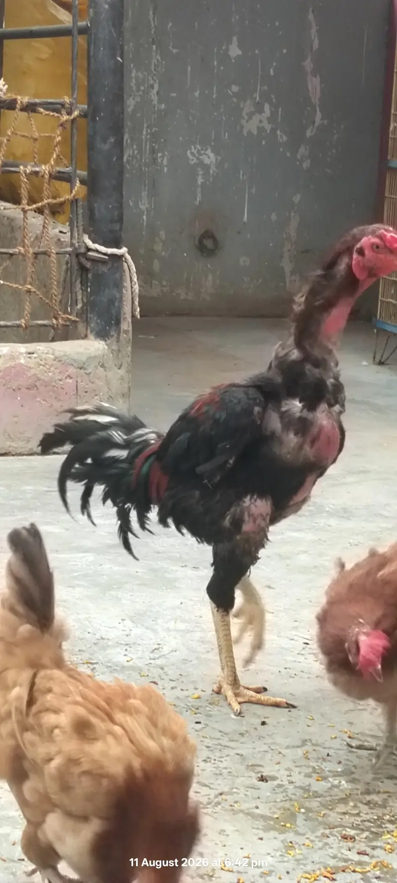 shamoo cross murgha long height — photo 3