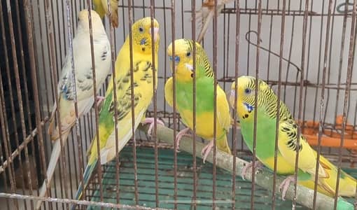 budgies pair for sell