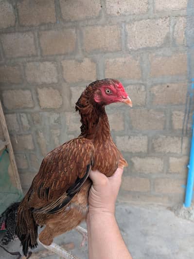 Aseel for sale