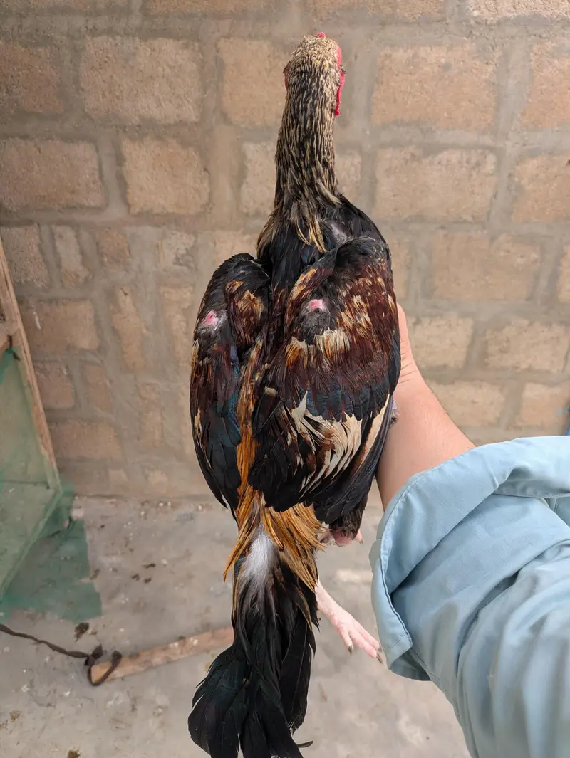 Aseel for sale — photo 2