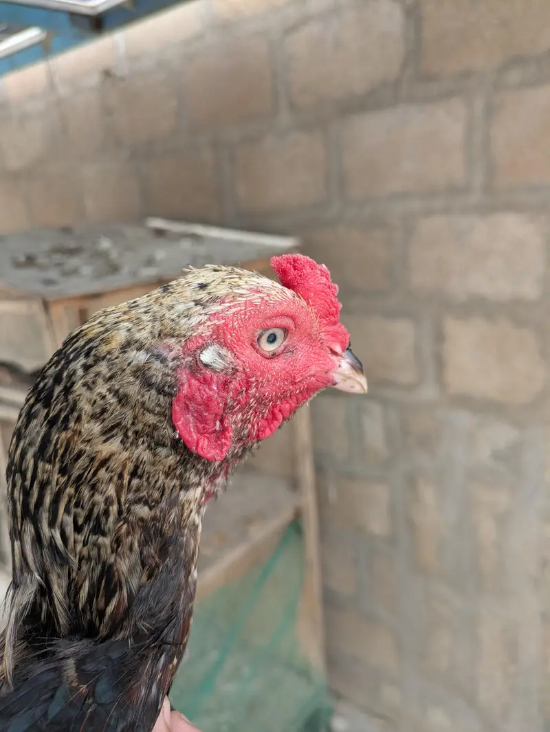 Aseel for sale — photo 4