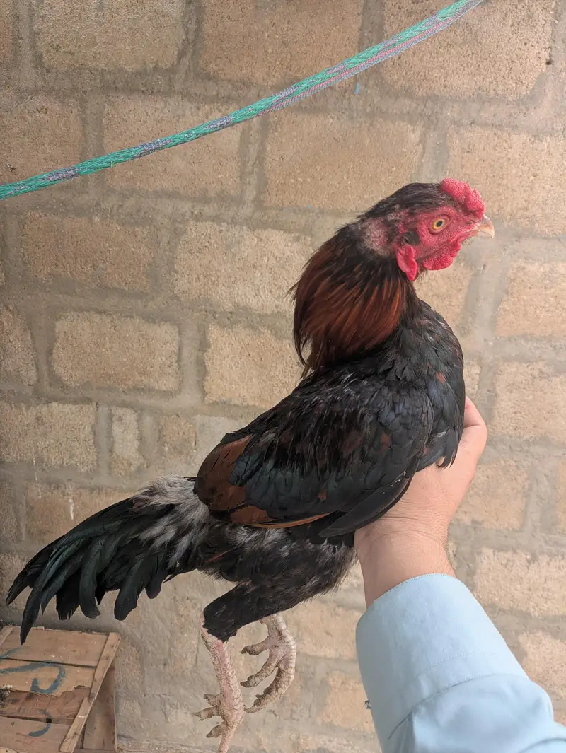 Aseel for sale — photo 7