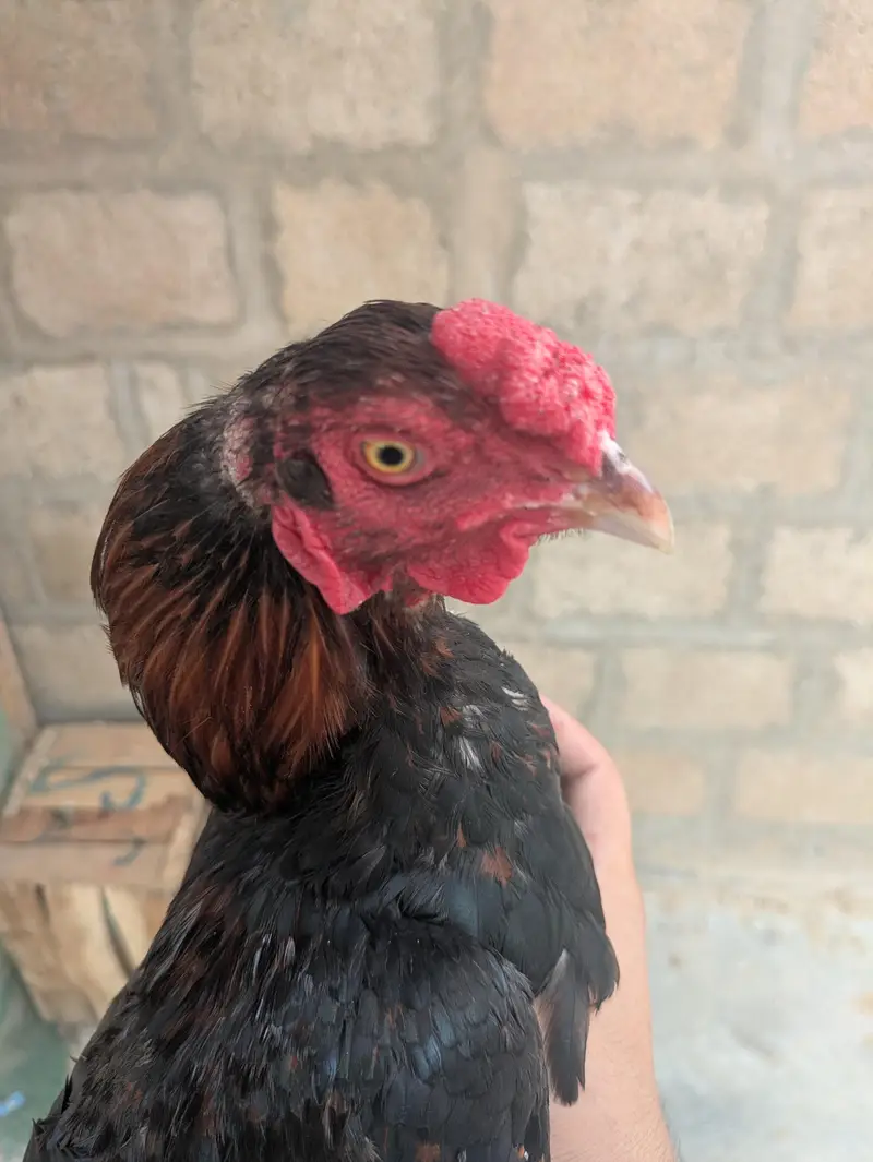 Aseel for sale — photo 8