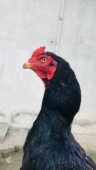 Aseel murga for sale