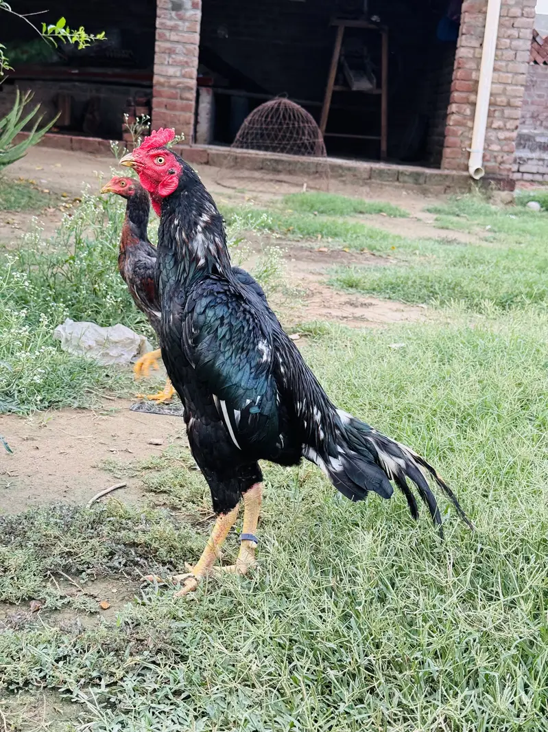 Aseel murga for sale — photo 2