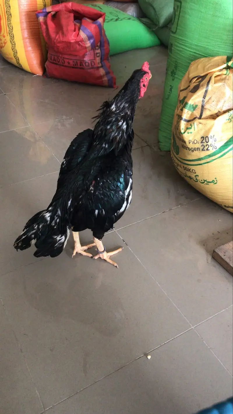 Aseel murga for sale — photo 3