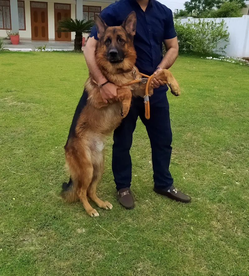 German shepherd for sale — photo 3
