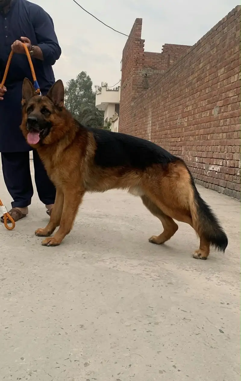 German shepherd for sale — photo 2