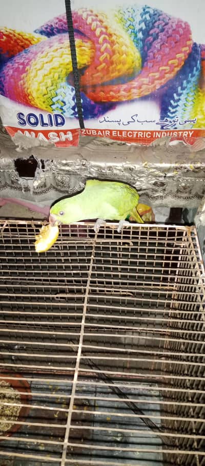 green parrot hand tamd