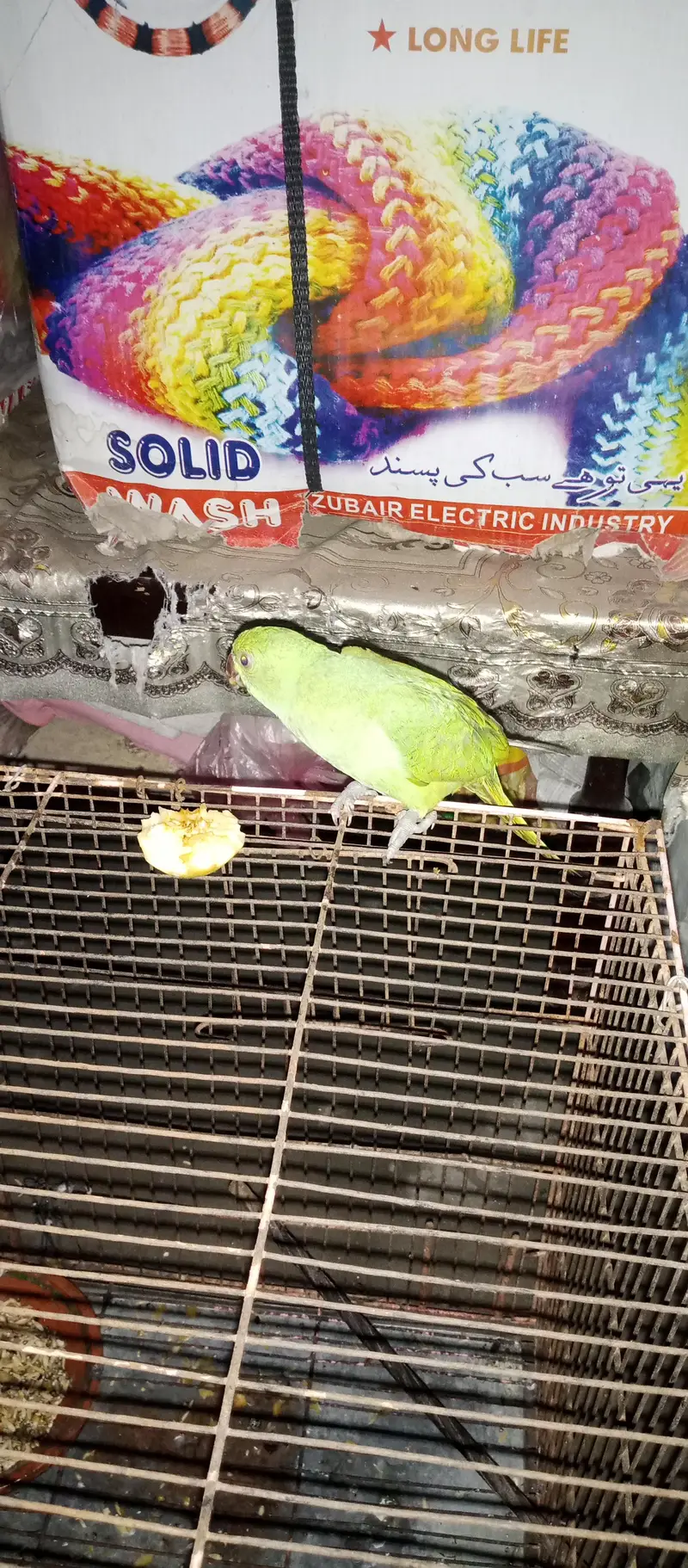 green parrot hand tamd — photo 2