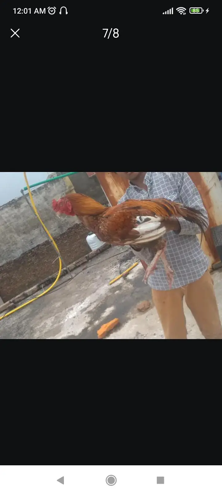 exchange possible with other aseel male — photo 2