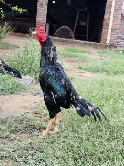 Aseel murga for sale