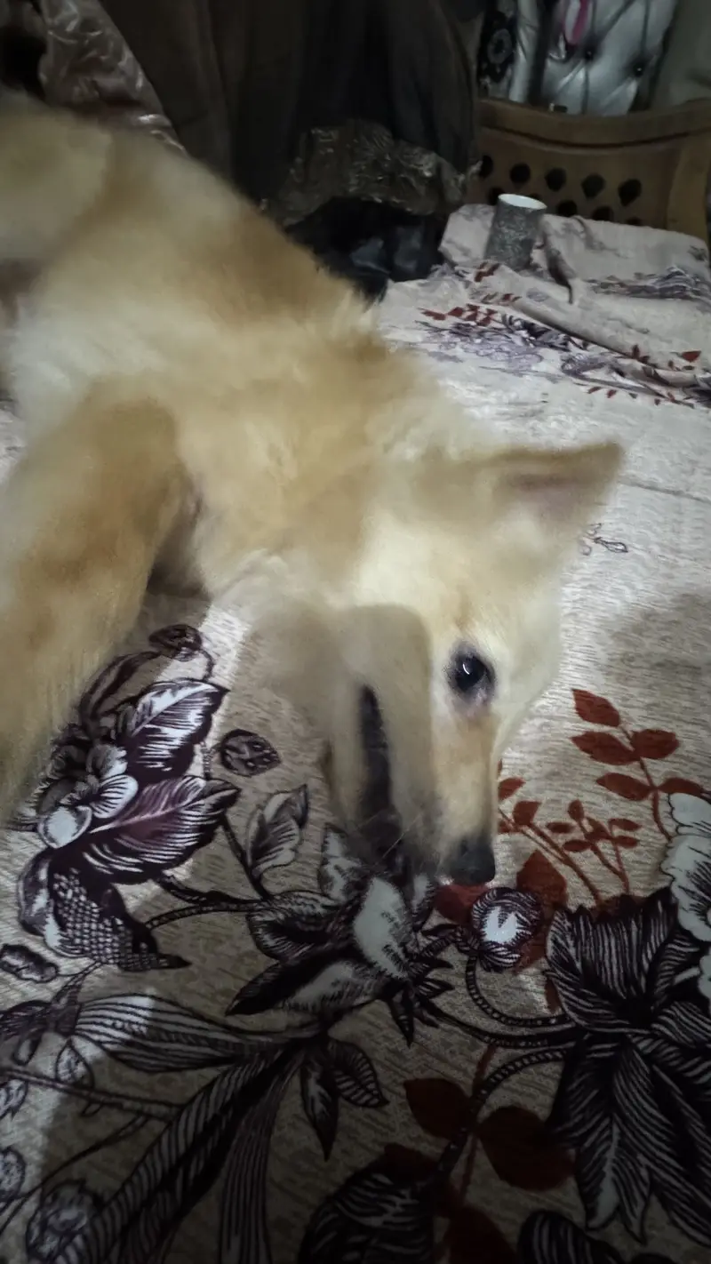 Italian breeds family dog — photo 2