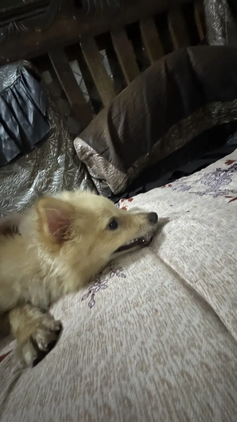Italian breeds family dog — photo 3