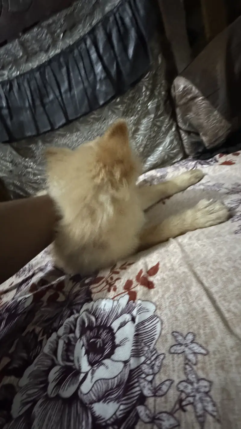 Italian breeds family dog — photo 4