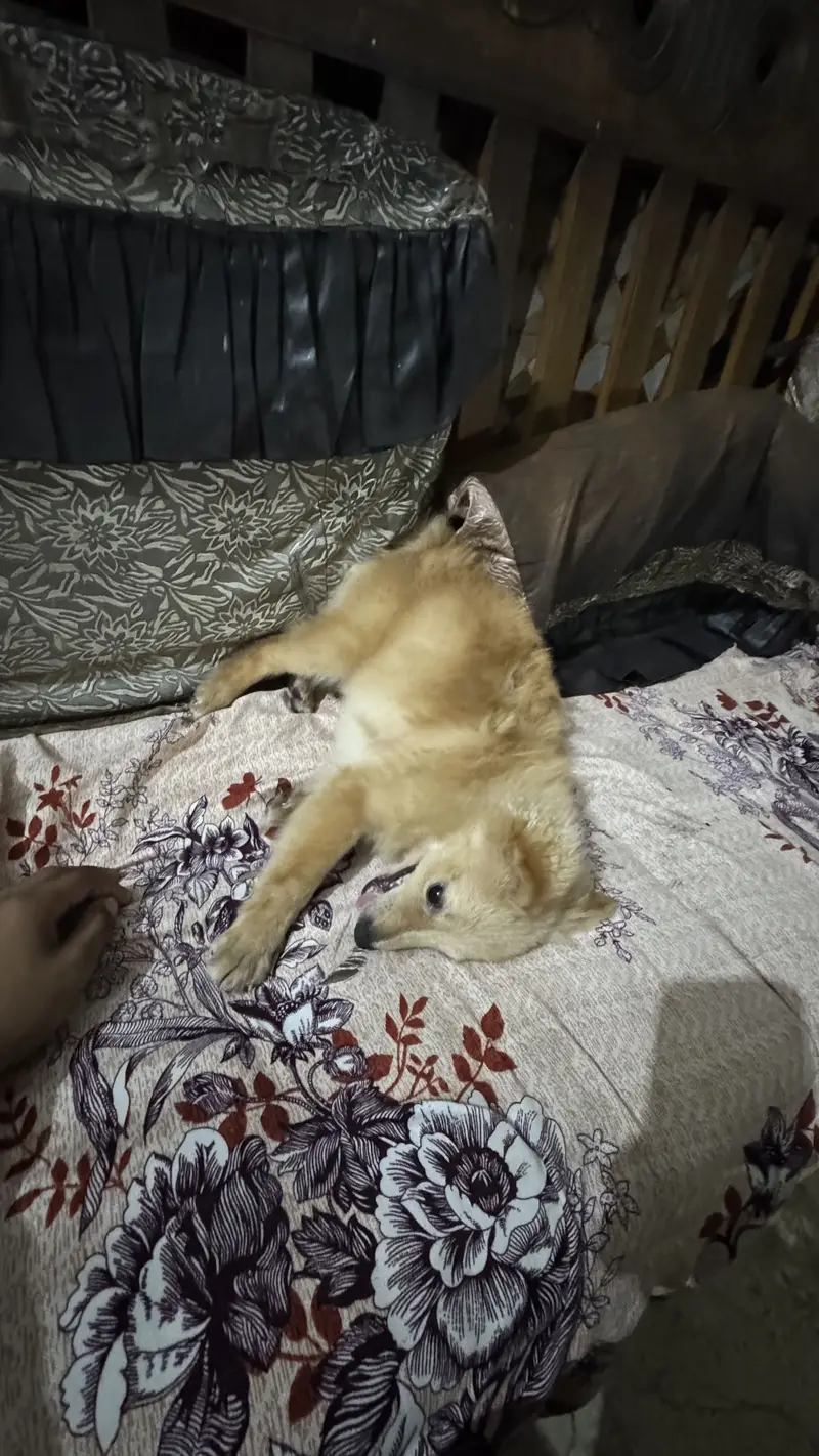 Italian breeds family dog — photo 6