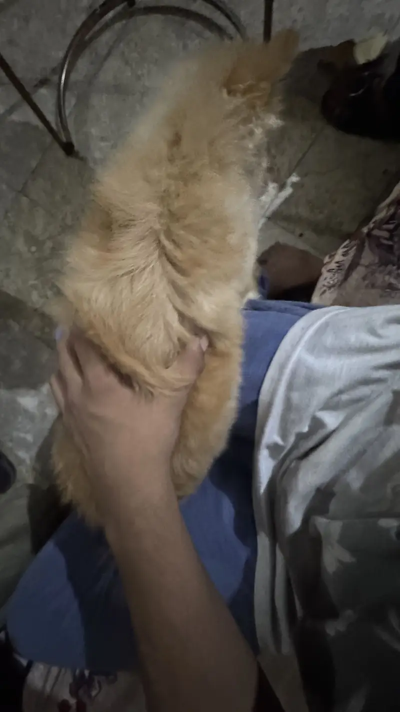Italian breeds family dog — photo 7
