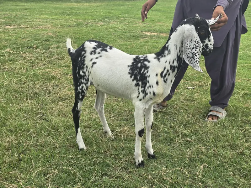 Teddy Nasal Bakra Bakri — photo 10