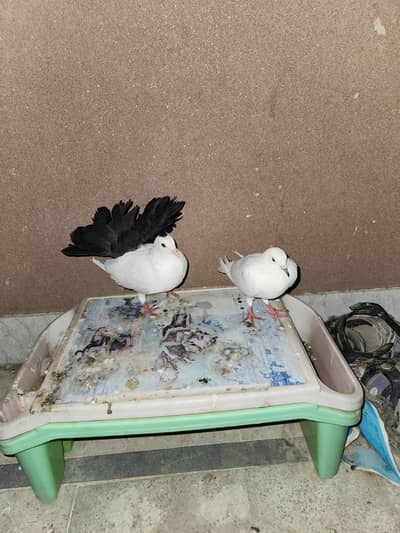 black tail laka with white female