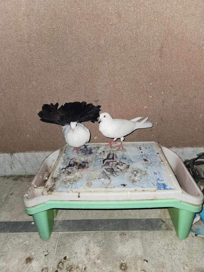 black tail laka with white female — photo 2