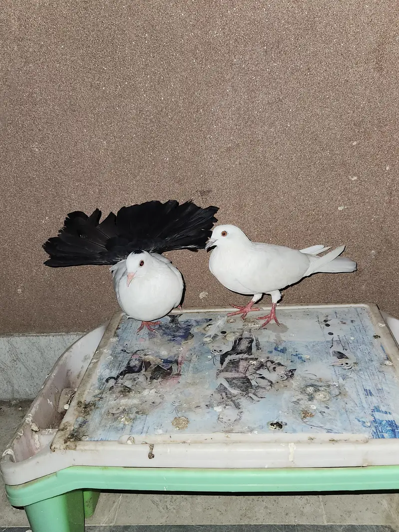 black tail laka with white female — photo 3