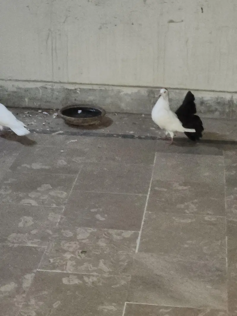 black tail laka with white female — photo 4