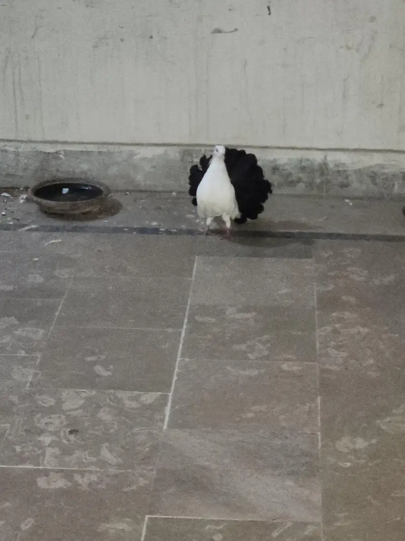 black tail laka with white female — photo 5