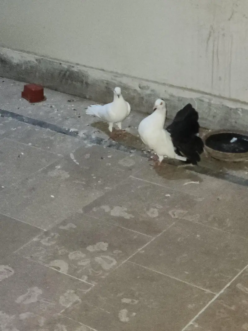 black tail laka with white female — photo 6