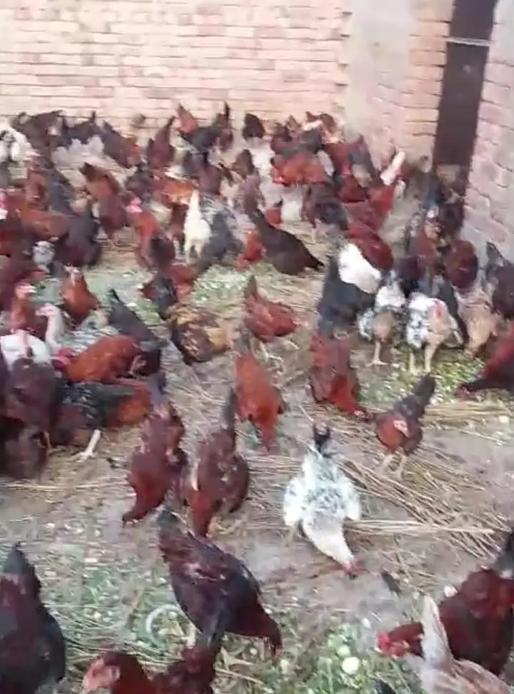 Golden Desi murgay for sale — photo 4