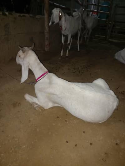 doodh wali bakrian / bakri fresh crossed