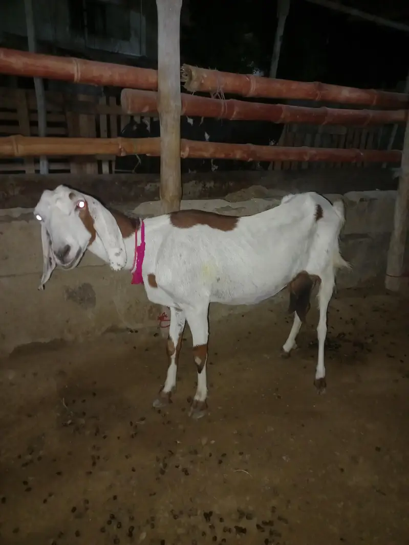 doodh wali bakrian / bakri fresh crossed — photo 2