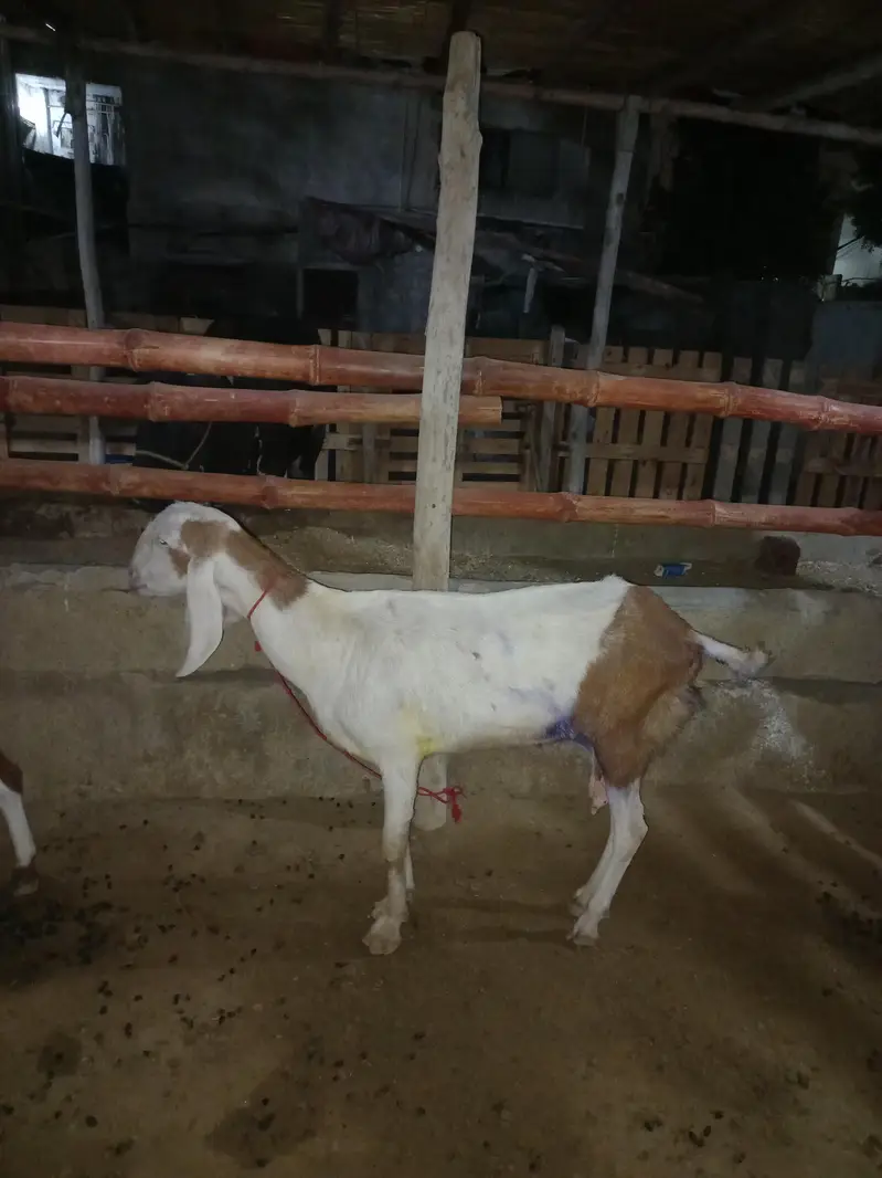 doodh wali bakrian / bakri fresh crossed — photo 3