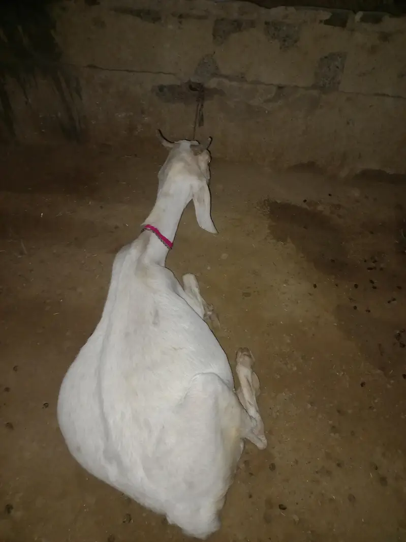 doodh wali bakrian / bakri fresh crossed — photo 4