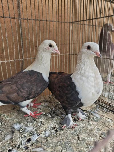 karbalai pigeons