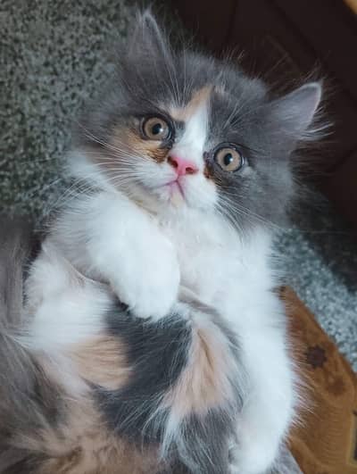 Calico persian kitten available for sale