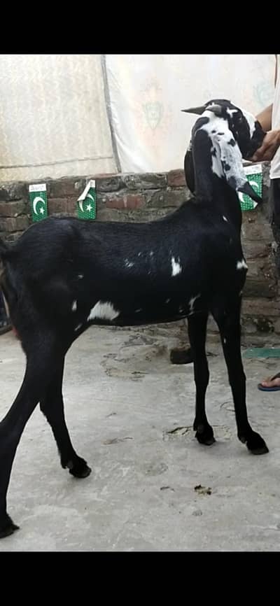 Dasi bakri path