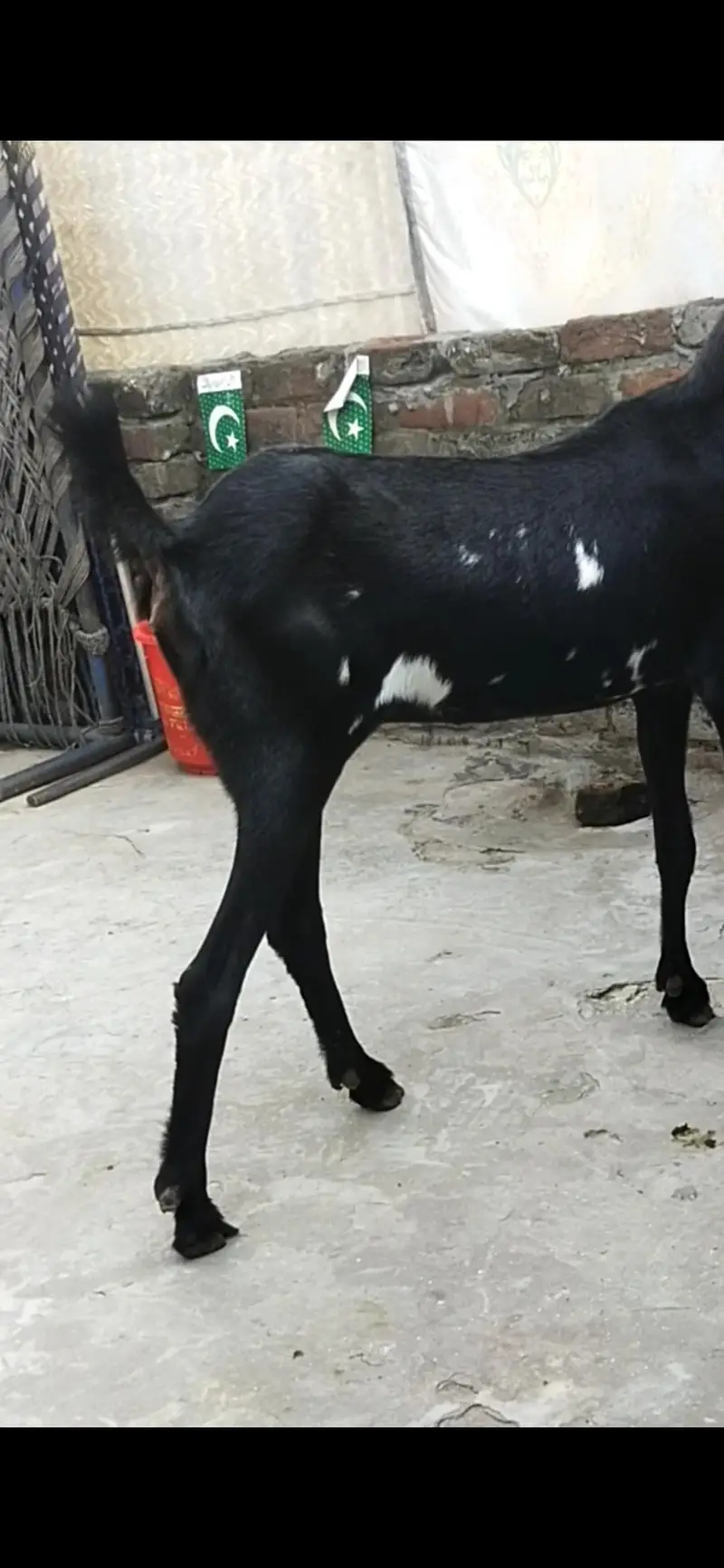 Dasi bakri path — photo 2