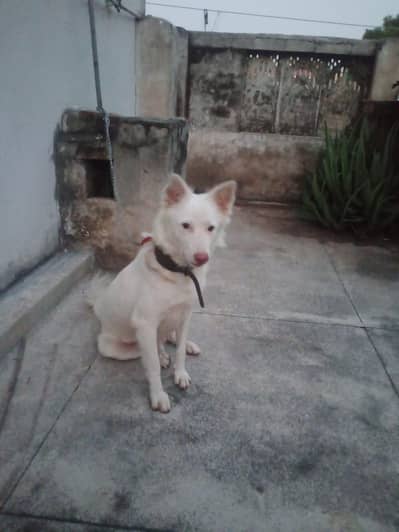 Russian Train dog for urgent sale