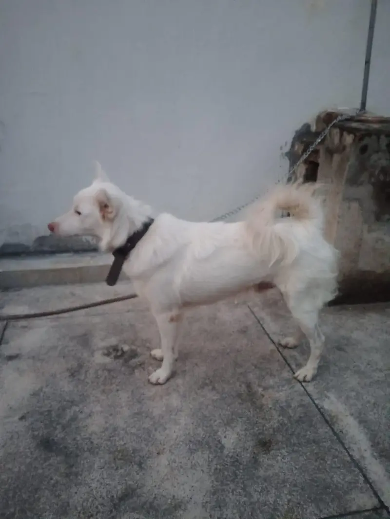 Russian Train dog for urgent sale — photo 2