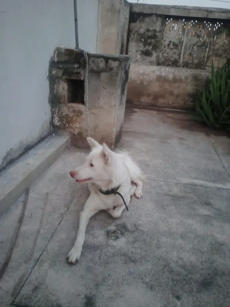 Russian Train dog for urgent sale — photo 3