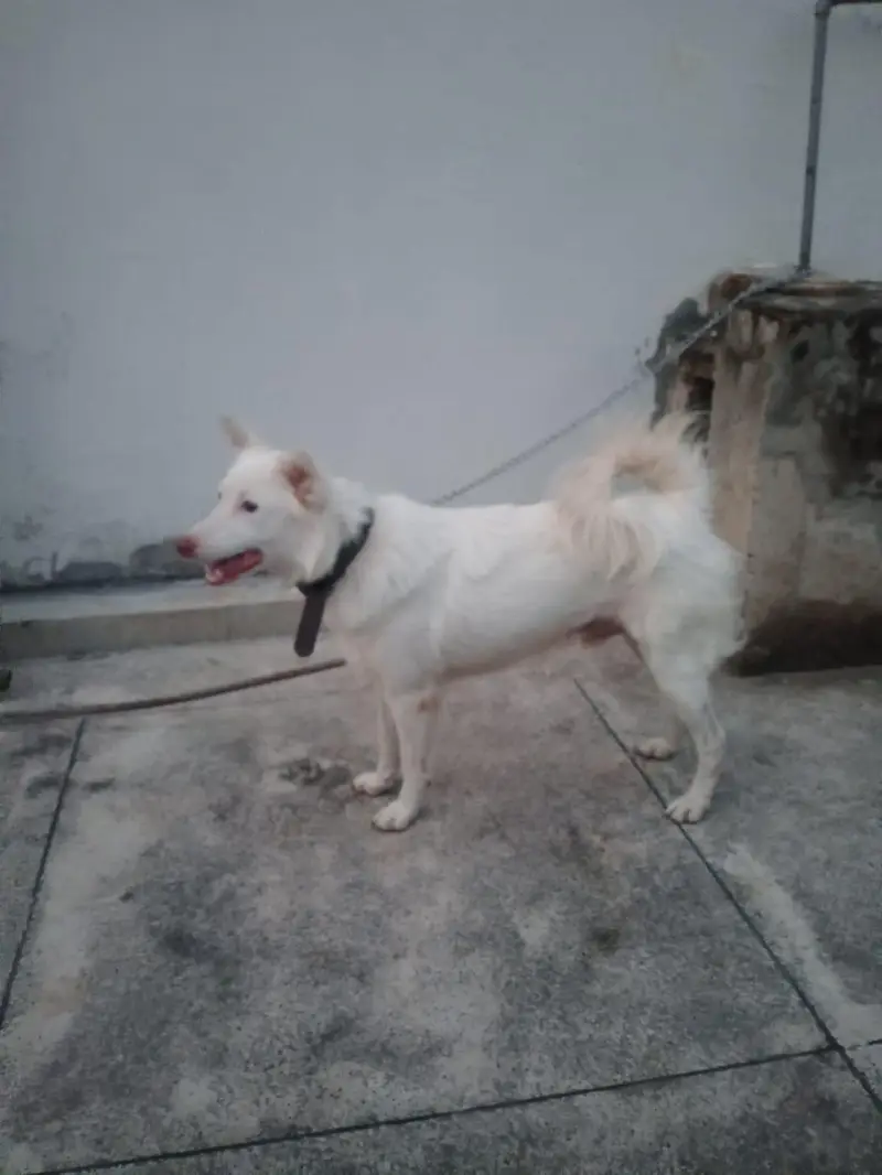Russian Train dog for urgent sale — photo 4