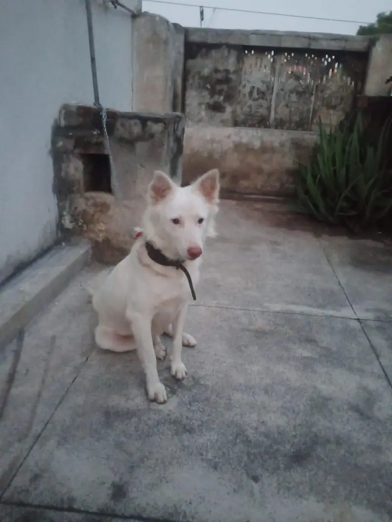 Russian Train dog for urgent sale — photo 5