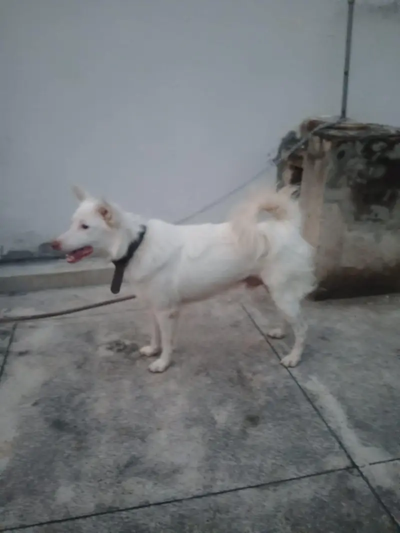 Russian Train dog for urgent sale — photo 6