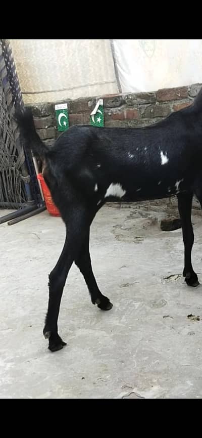 dasi bakri gaban path 03098289032