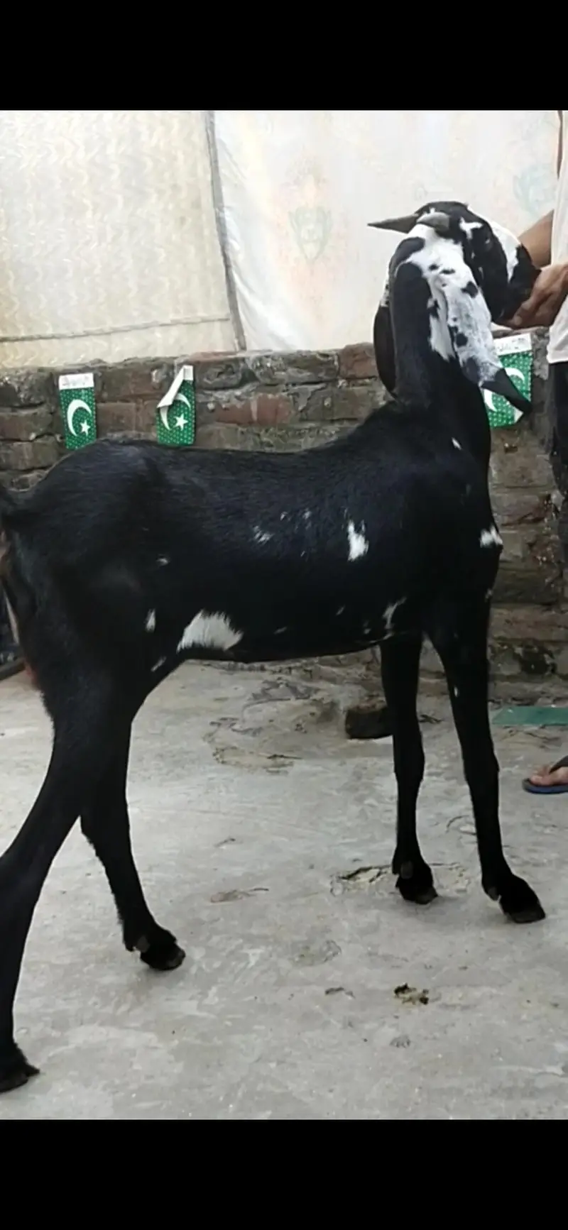 dasi bakri gaban path 03098289032 — photo 2