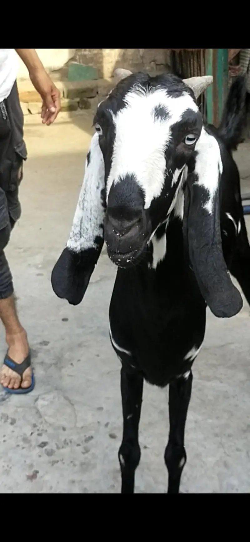 dasi bakri gaban path 03098289032 — photo 3