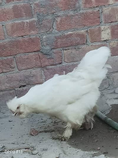 urgent for sale